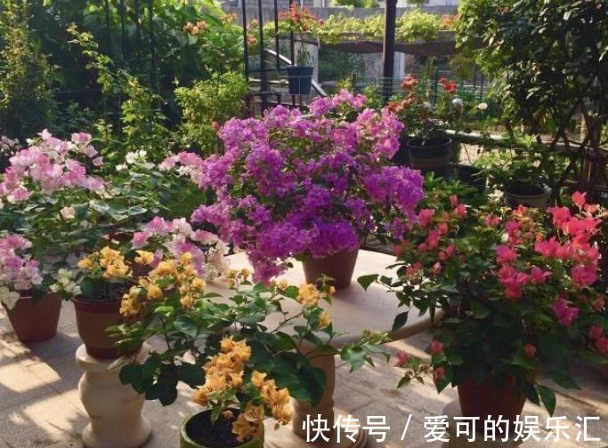 首次养花，教你几个实用小技巧，花花长势好，越养越有趣