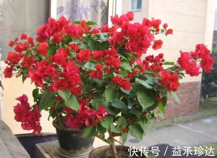 屋子|超香的花卉,养在阳台,风一吹满屋子香气,花开超美丽