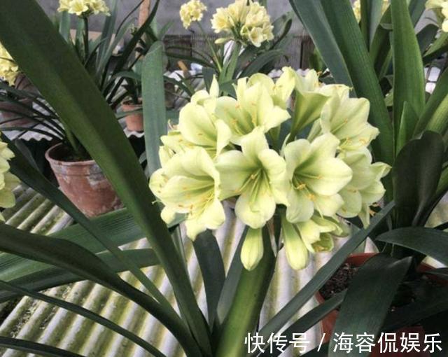 绿萝|什么营养剂、生根水,也不如“6粒它”,放盆底,花卉不缺营养!