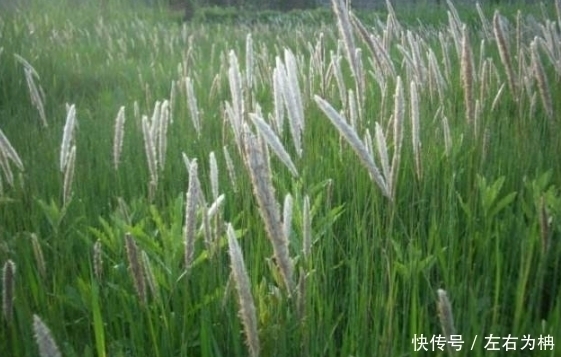 藥用價值|勾起農村娃兒時的回憶，除口臭、解酒毒、養胃降壓的野草！