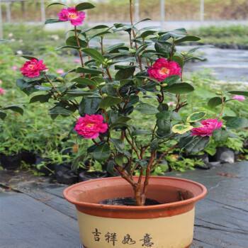 冬天只养这2种“花”,尤其是第2种,零下8℃也能活