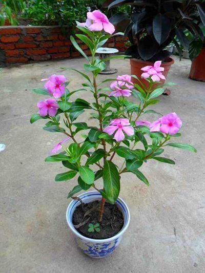 小草花|这3种花就是开花机器,一到夏天就摘心,满树花苞太美了