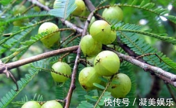 清热解毒|立秋后,每晚当零食吃一把,清热解毒,咳嗽不咳,常吃不显老