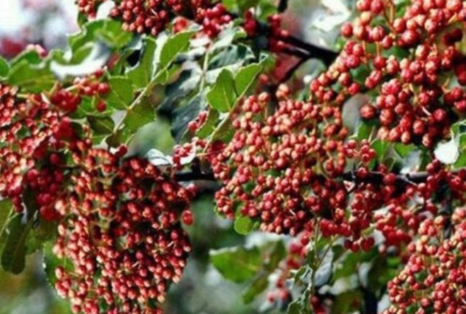 子宫|女人常用此物泡水喝,排毒素,祛湿气,呵养子宫,远离妇科炎症