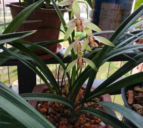 5种耐阴花，最怕太阳晒，夏天来临之前要转移