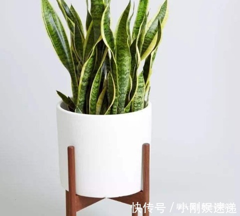 盆栽虎皮兰的3大忌你知道吗稍不注意就会“烂根”生长缓慢