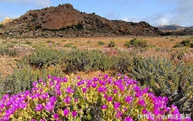 地球上最神奇的沙漠，满地多肉与鲜花，游客：怕不是个假的！