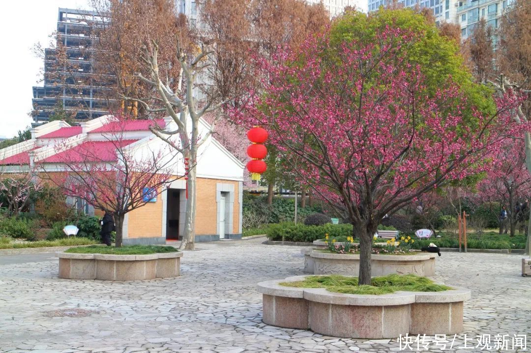 走进|梅开五福！普陀这里简直“美爆了”