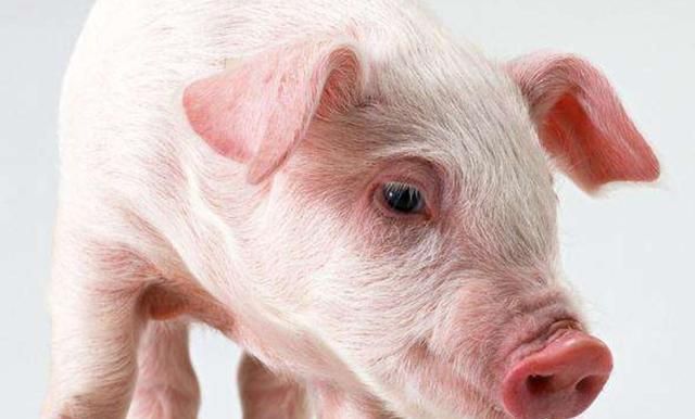 拉稀|断奶仔猪腹泻的原因,断奶仔猪拉稀用什么药最快?