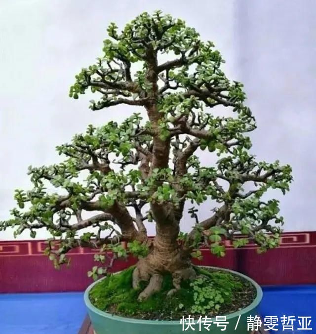 虎皮兰,红掌,吊兰养成老桩，变成大树，真壮观