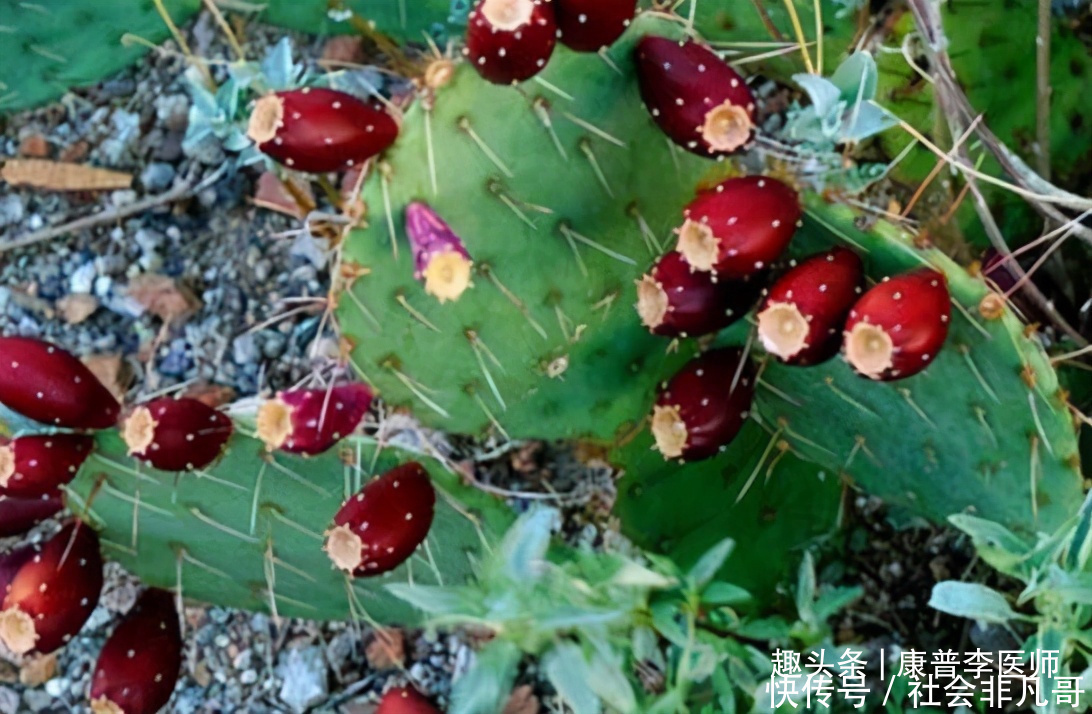 炼糖|吃了更健康的食物,男女不可错过,消除水肿,预防便秘,谁吃谁好