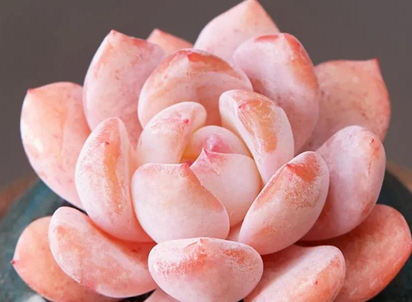 9种口碑非常好的多肉,易养护,出状态又仙又美