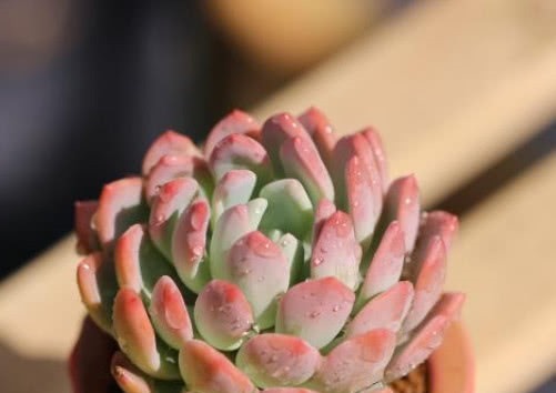 多肉红卷叶怎么养教你3个小妙招，养出鲜红绚烂的红卷叶