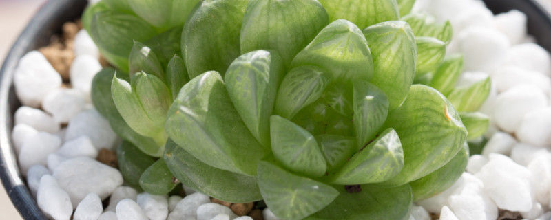多肉玉露干瘪了怎么办