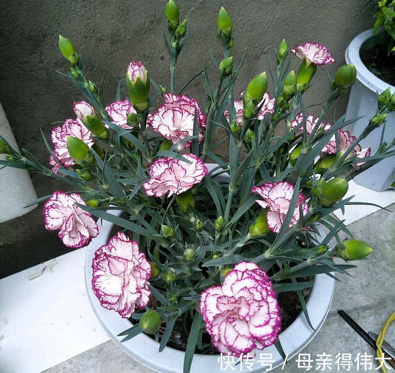 养护|花量好大的一种花,养护简单,耐寒耐热,轻松开出百朵花