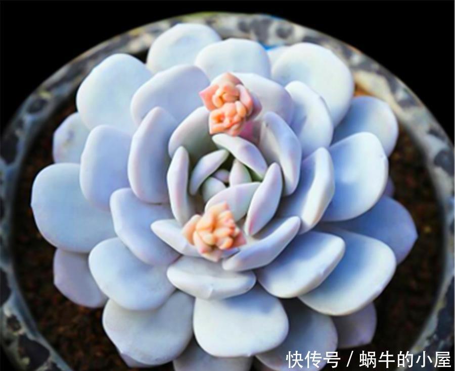 新买的多肉为何容易烂根死亡?从5点找原因,成活率翻三倍