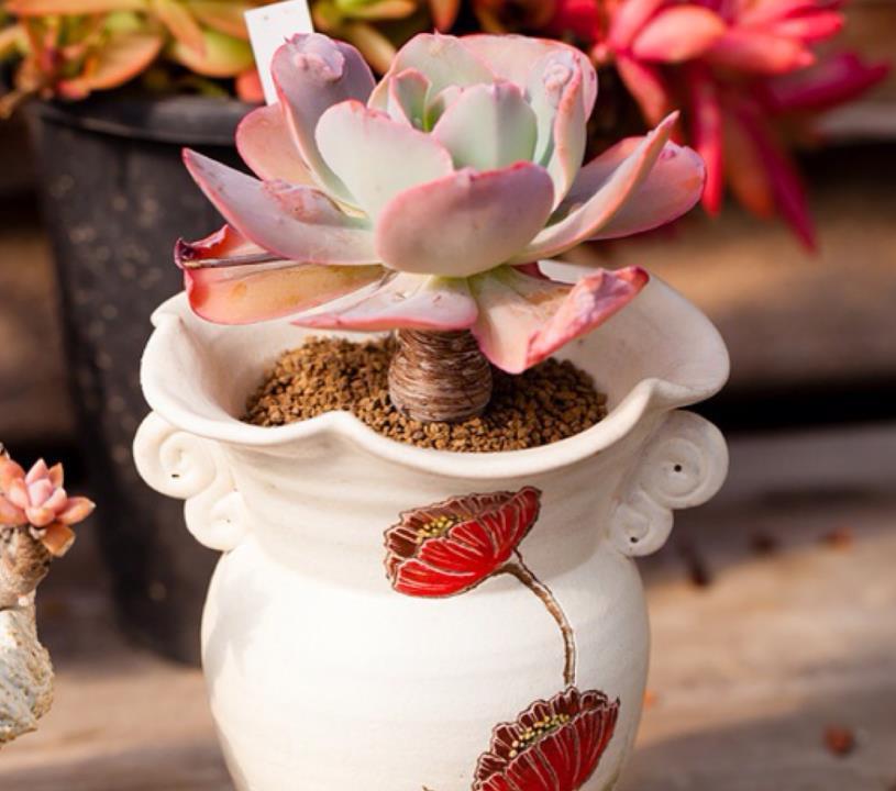 早剪|赞！天热盆栽多肉，满足此3点，安全度夏，谁见了都喜欢