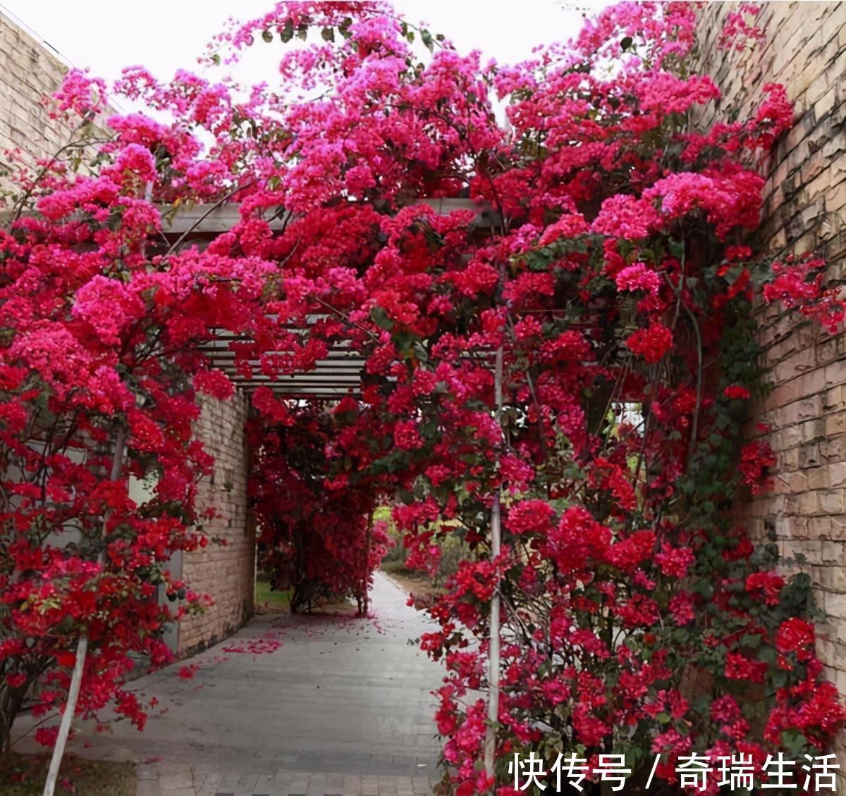 壮根|三角梅养不好?3种肥料不能少,一种促花,一种绿叶,一种壮根