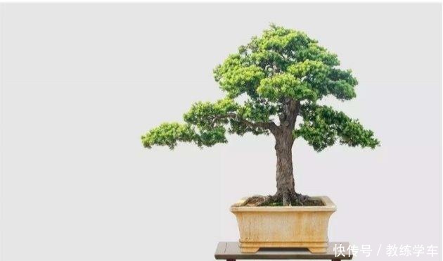 罗汉松这样养，“绿油油”的叶子不发黄！罗汉松这样养，“绿油油”的叶子不发黄！