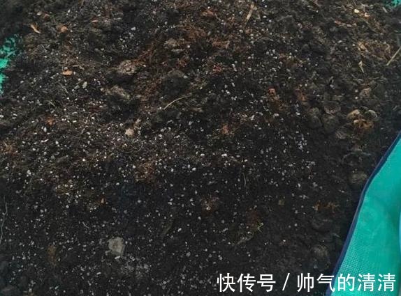 新芽|如何养殖君子兰,侧芽蹭蹭往外冒施肥用它们,盆栽新芽窜不停