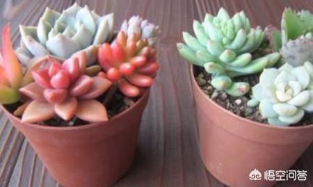 多肉植物能不能放到阳光下养为什么？