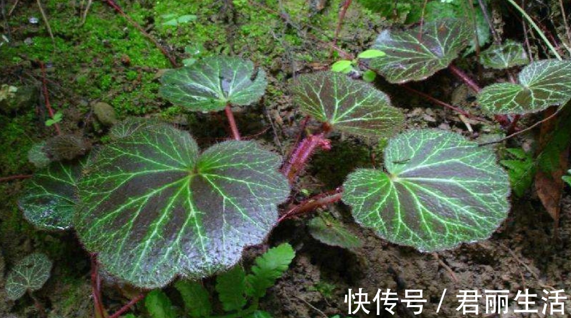 治疗|乡村一种治疗耳朵的野草，曾不被人们重视，现在价格昂贵