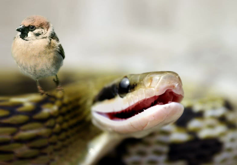 都知道蛇吃鸟今天看看走鹃是如何吃响尾蛇的堪称鸟中豪杰