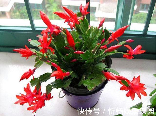 蟹爪兰花后养护很重要,仅仅修剪还不够,做好这4点,开花大又多