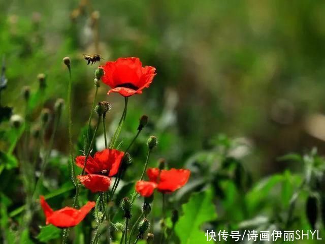 艳压群芳|美丽新疆:天山红花红似火