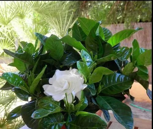 金鱼花|适合家里养的“3种花”,多浇一点水,长得快,叶绿花也多