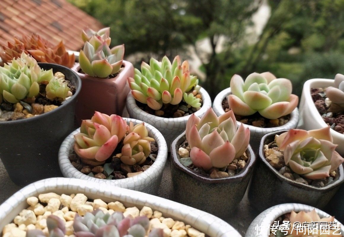 网上买多肉，什么是好多肉？买多肉不能只挑颜色，桩子也很重要