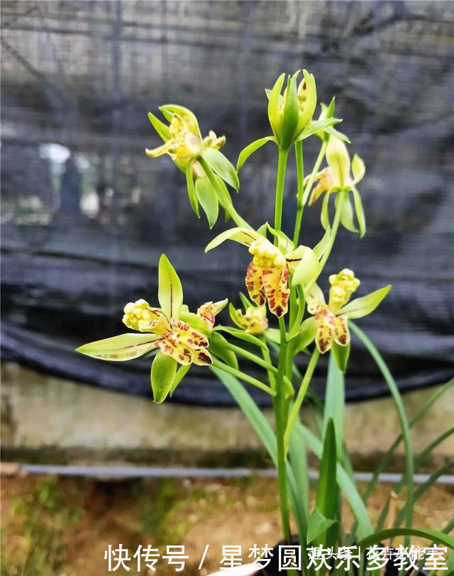 这款兰花人称“活香水”，一年四季香满屋，花瓣以奇、雅而闻名