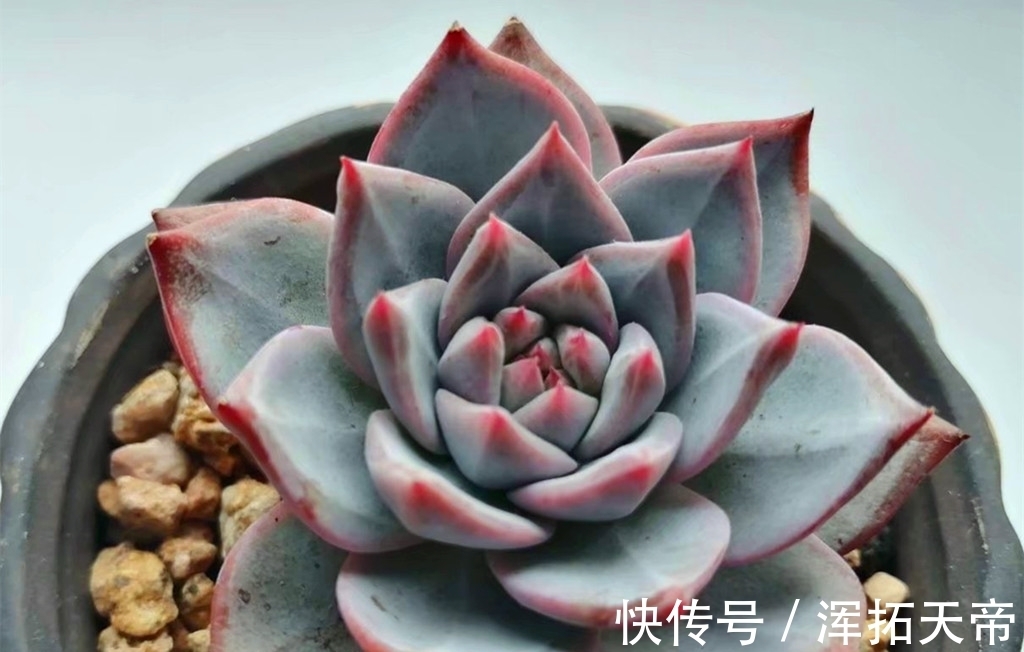 把多肉养出暗纹,需要两个步骤两个条件,控水时间要掌握好