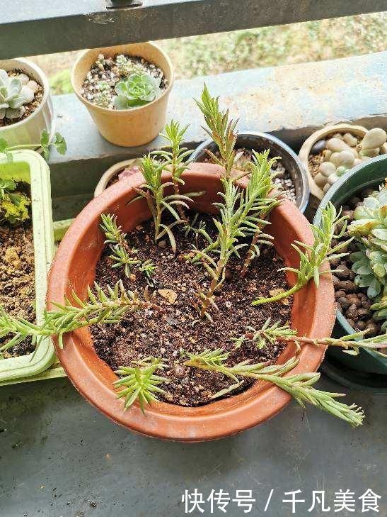 只用叶子也能扦插,这花把叶子剁5段,插到土里就能长成5盆花