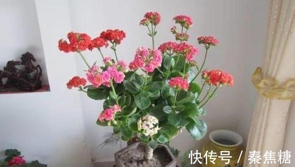 营养物质|冬日长寿花开完花后，马上动手做4件事，10天就能迎来下一波花