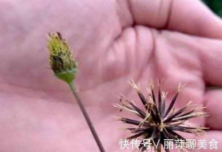 针草|山野常见的“鬼针草”，最爱粘衣服，烦人的很，却是“治病良药”