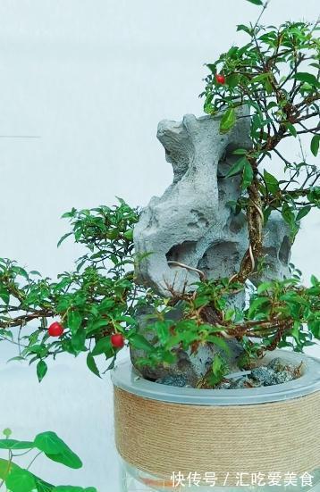 一棵矮霸李氏樱桃,微小型盆景也能观花赏果