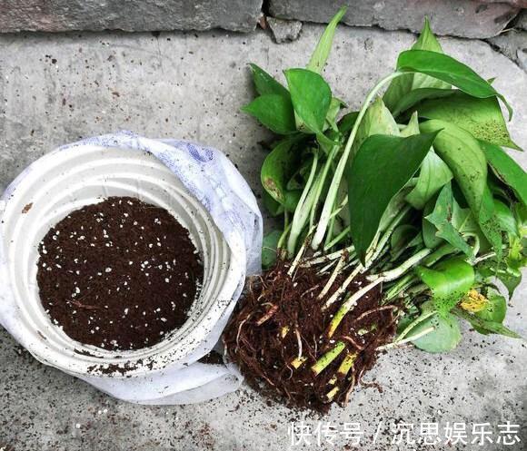 绿萝|怎样给绿萝换盆记住1个“小步骤”，新叶蹭蹭长，绿油油爬上墙