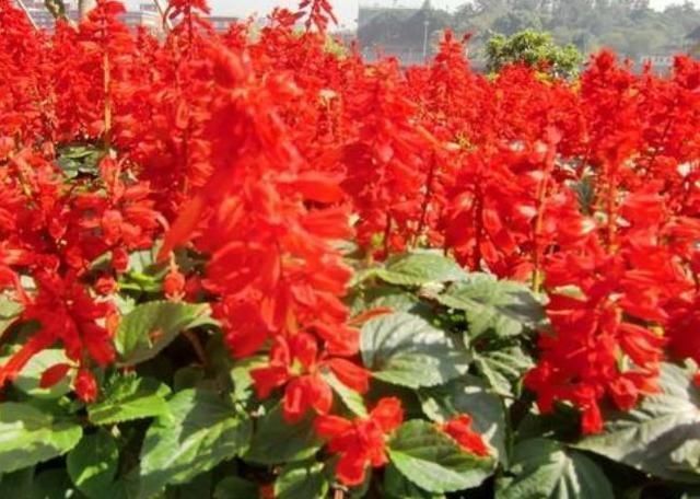 这几种花漂亮开花勤,堪称“开花小机器”,养在阳台上,美极了