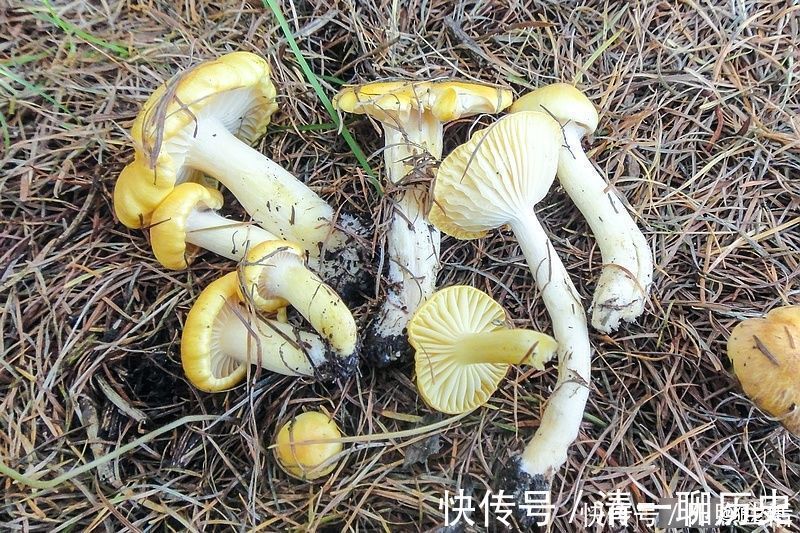 氨基酸|生在松林里，曾误认含毒不能吃，如今58元1斤，可惜农村也少见了