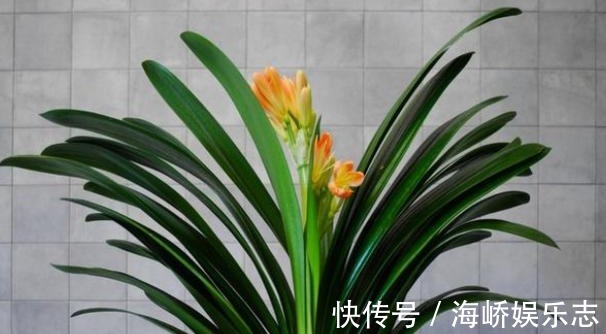 开花|家里的君子兰为什么就是不开花彻底学会这些 其实不难!