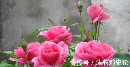 家有小院，几种花安排上，美丽还吉祥