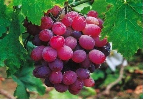 枇杷|人到中年,7月夏天坚持常吃的食物,排毒消脂,肌肤水嫩又细腻