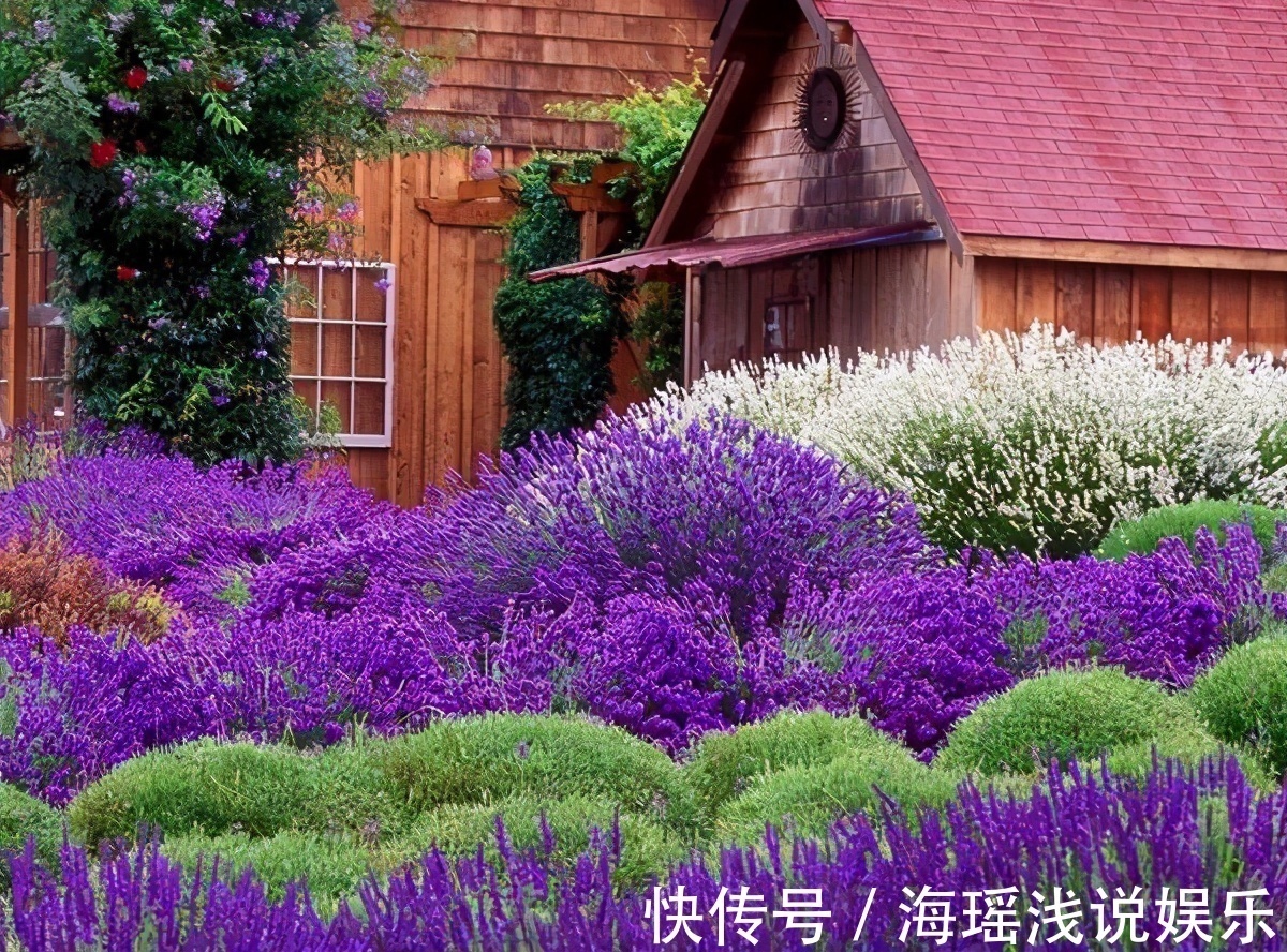 邻居的院子夏日几乎没“蚊虫”，原来是因为养了3种花，我也要养