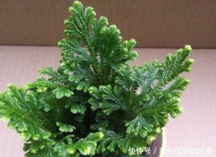 这种生在“石头缝”里的野草，挖两棵回家，一年能增值不少！