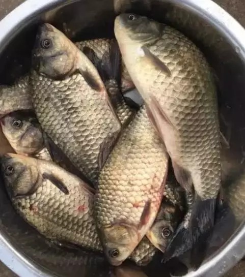 天冷了鱼不好钓？教你一种实用钓法，温度再低也能钓板鲫