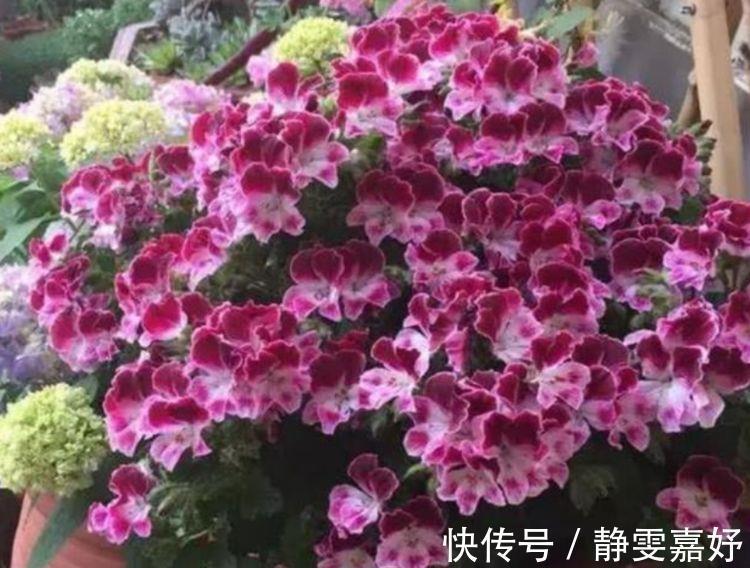 麒麟花|4种花寓意吉祥人人爱,养了就爆盆,好养易活开花漂亮