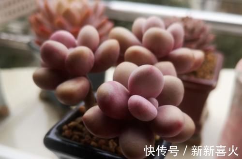 给桃蛋老桩多肉配盆是技术活,配好了锦上添花,配不好则影响颜值