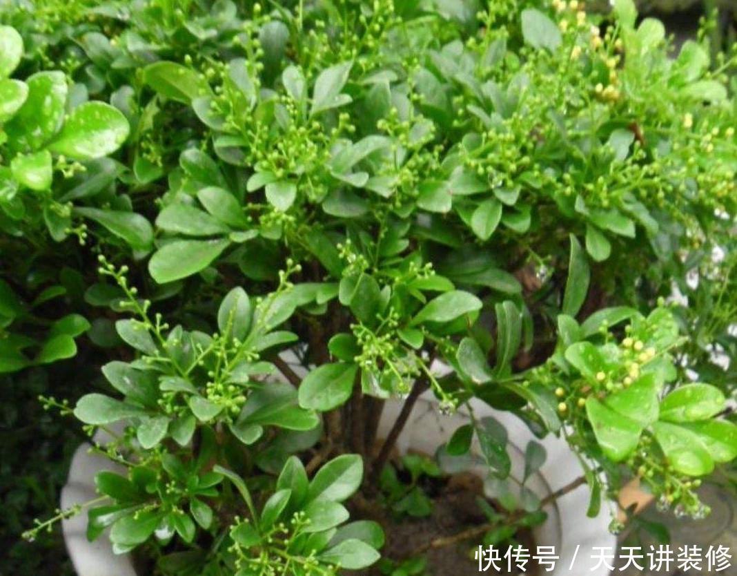 不停|养四季米兰,注意4件事,对它的生长大有裨益,不停长叶又开花