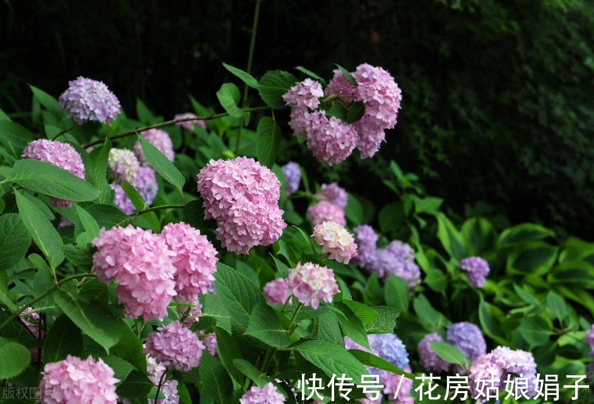 盆栽|盆栽花卉如何度过42天的三伏天?记住5个要点,安全度过三伏天